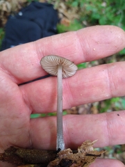 Entoloma fuscosquamosum