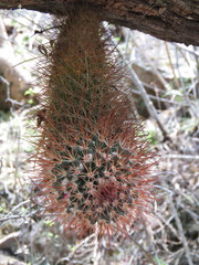 Mammillaria rhodantha fera-rubra