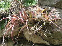 Tillandsia capitata
