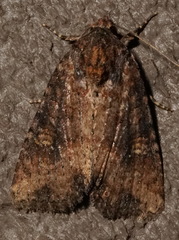 Mesapamea fractilinea