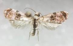 Cochylis