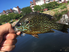 Lepomis gibbosus × cyanellus
