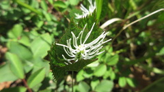 Chloranthus fortunei