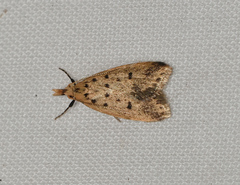 Atheropla decaspila
