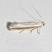 Glyphipterix cionophora - Photo (c) James Bailey, some rights reserved (CC BY-NC), uploaded by James Bailey