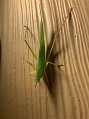 Neoconocephalus exiliscanorus