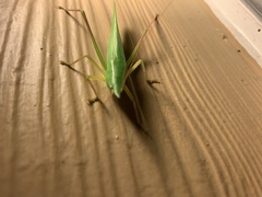 Neoconocephalus exiliscanorus