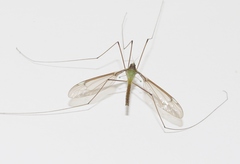 Leptotarsus albistigma