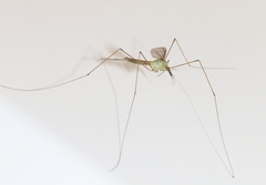 Leptotarsus albistigma