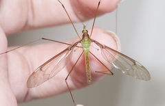 Leptotarsus albistigma