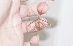 Leptotarsus albistigma