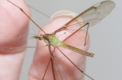 Leptotarsus albistigma