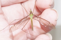 Leptotarsus albistigma