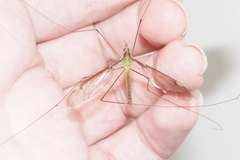 Leptotarsus albistigma