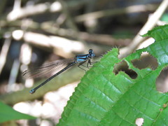 Acanthagrion trilobatum