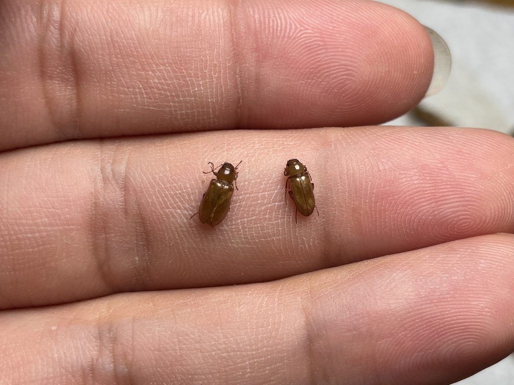 Cnemodinus testaceus