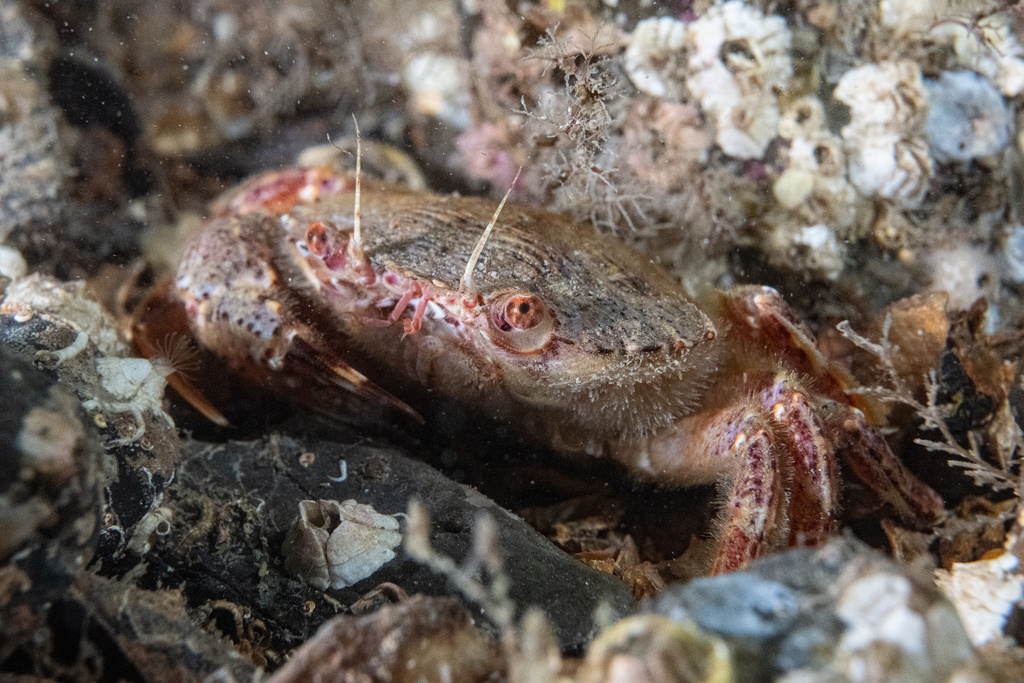 Wrinkled Swimming Crab