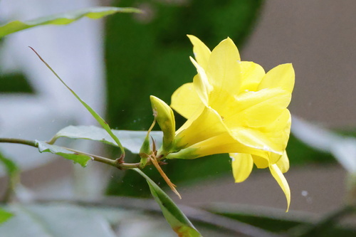 Gelsemium rankinii, photograph 3