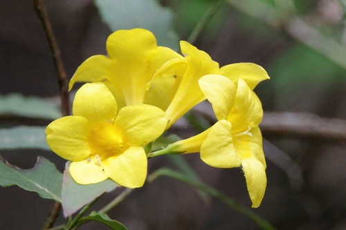 Gelsemium rankinii, photograph 4