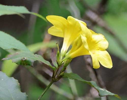 Image of Gelsemium rankinii by (c) Lauren McLaurin, some rights reserved (CC BY)