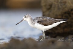 Common Greenshank photo 4