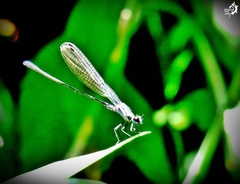 Argia indocilis