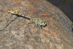 Ophiogomphus arizonicus