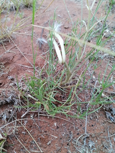 Kalahari Buckhorn (Cynanchum orangeanum)