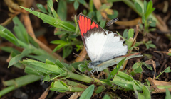 Colotis danae eupompe