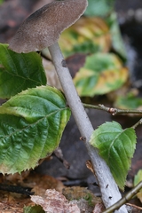 Entoloma fuscosquamosum