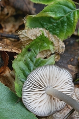 Entoloma fuscosquamosum