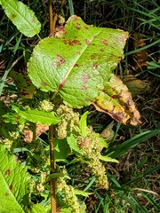 Rumex dentatus