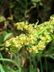Rumex dentatus