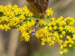 Myzinum carolinianum