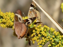 Myzinum carolinianum