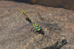Ophiogomphus arizonicus