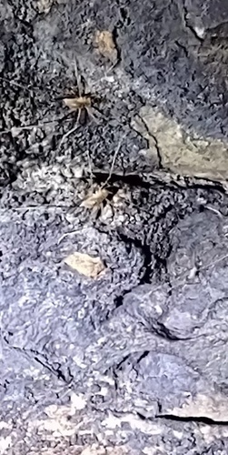 Mammoth Cave Cricket photo 3