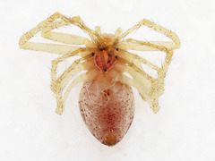 Philodromus rufus