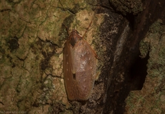 Anabunda murrayfletcheri