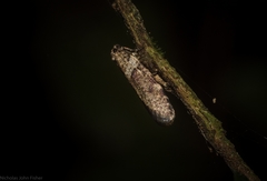 Lepidoscia heliochares