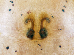 Philodromus rufus
