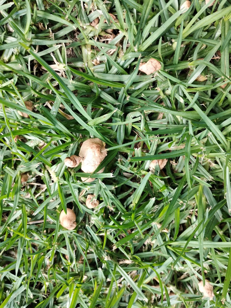 Marasmius oreades · March 2025 · photo: © lesleymarr (iNaturalist, cc-by)
