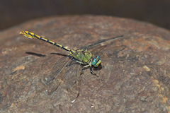 Ophiogomphus arizonicus