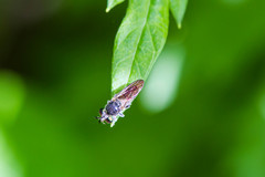 Cerotainia