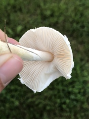 Leucocoprinus