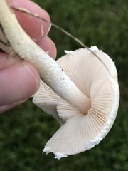 Leucocoprinus