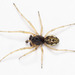 Degeer's Thick-Jawed Orbweaver - Photo (c) Taxon Expeditions, some rights reserved (CC BY-SA), uploaded by Taxon Expeditions