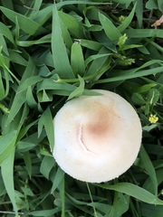 Leucocoprinus