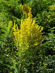 Solidago lepida salebrosa