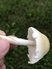 Leucocoprinus